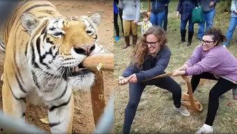 成人拔河视频大全教程,视频教程大全解析