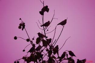 把鸟画成人歌曲视频,歌曲把鸟画成人的奇幻视觉之旅