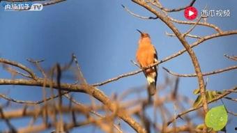 把鸟画成人歌曲视频,歌曲把鸟画成人的奇幻视觉之旅
