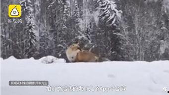 成人看的狐狸视频教程,成人视角下的自然观察与摄影技巧解析